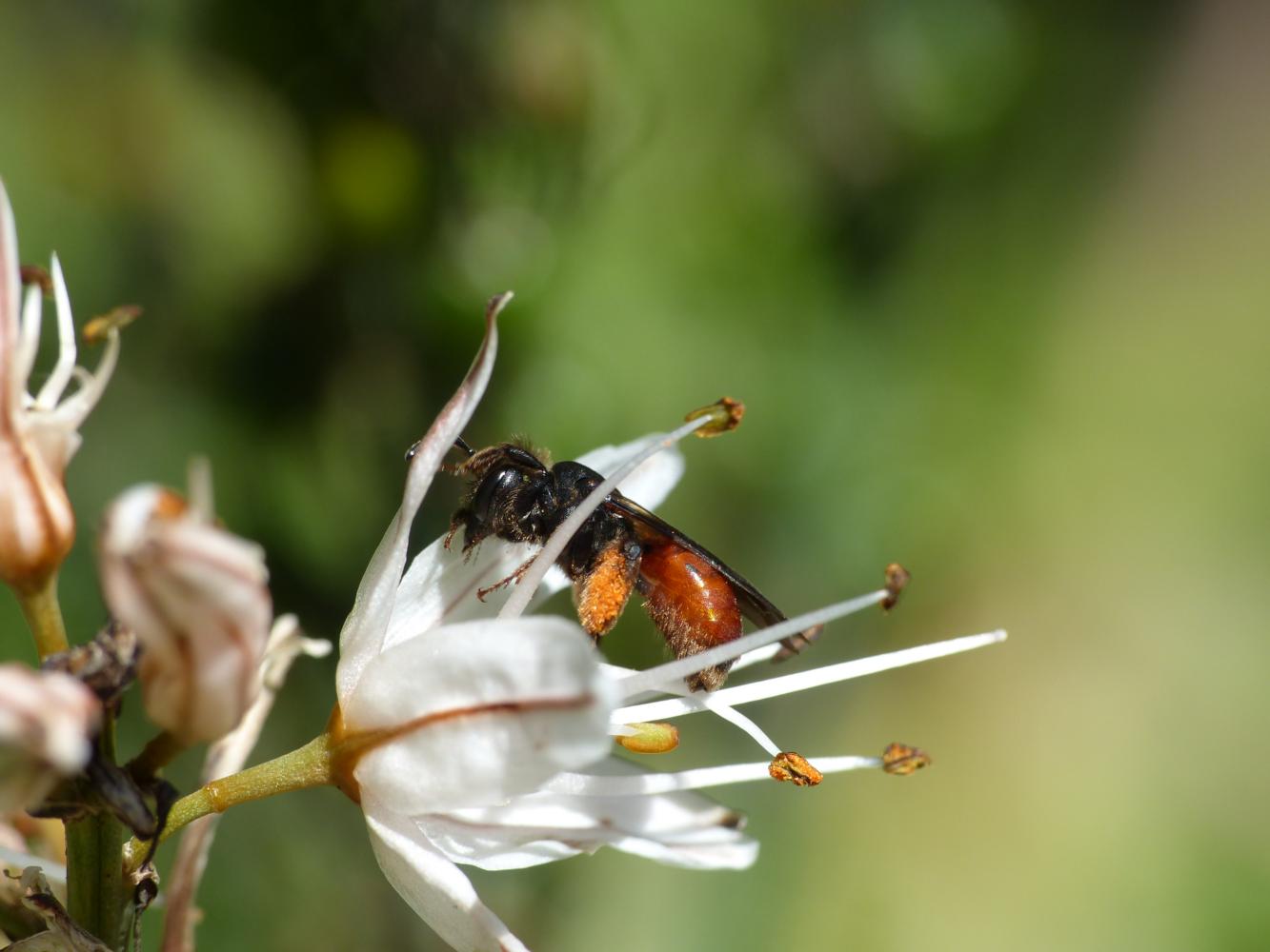 Piccola Andrena da determinare: Andrena (Lepidandrena) sardoa (Apidae Andreninae)