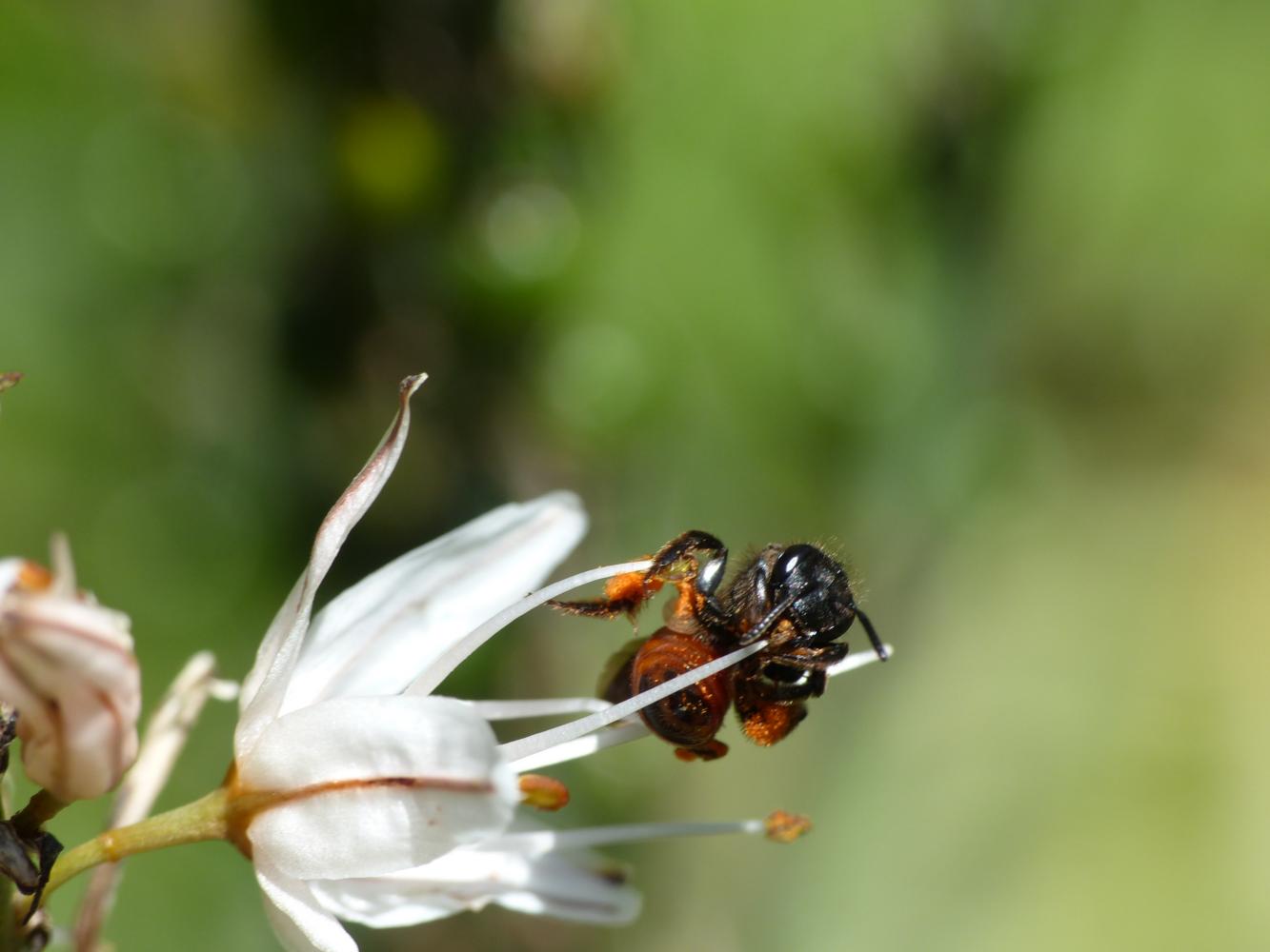 Piccola Andrena da determinare: Andrena (Lepidandrena) sardoa (Apidae Andreninae)