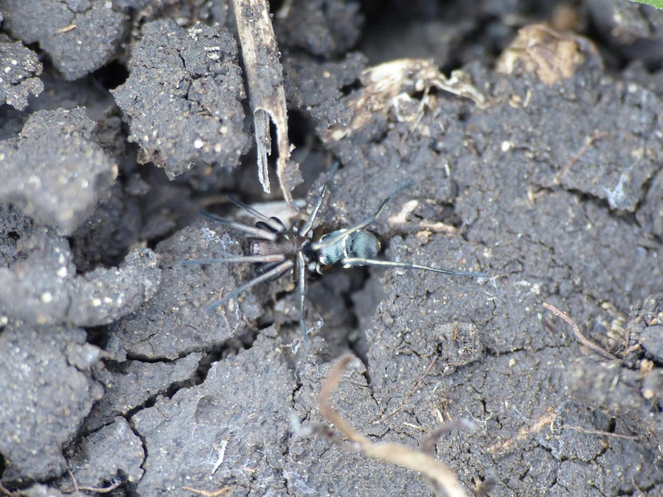 Maschio di Micaria sp.?