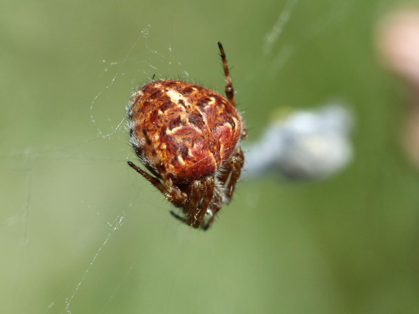 Agalenatea redii: variazioni cromatiche - Tolfa (RM)