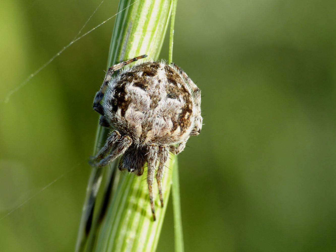 Agalenatea redii: variazioni cromatiche - Tolfa (RM)