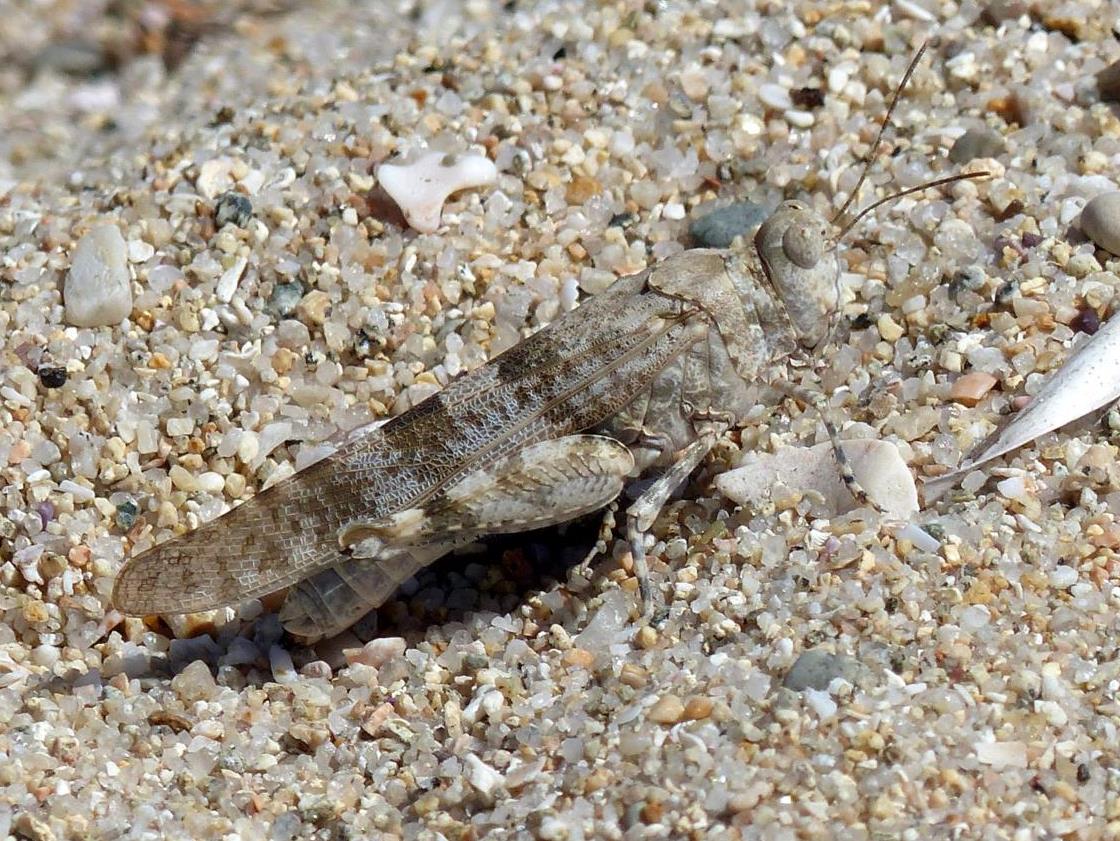 Acrididae:  Sphingonotus sp.  e  Oedipoda cfr. fuscocincta sardeti