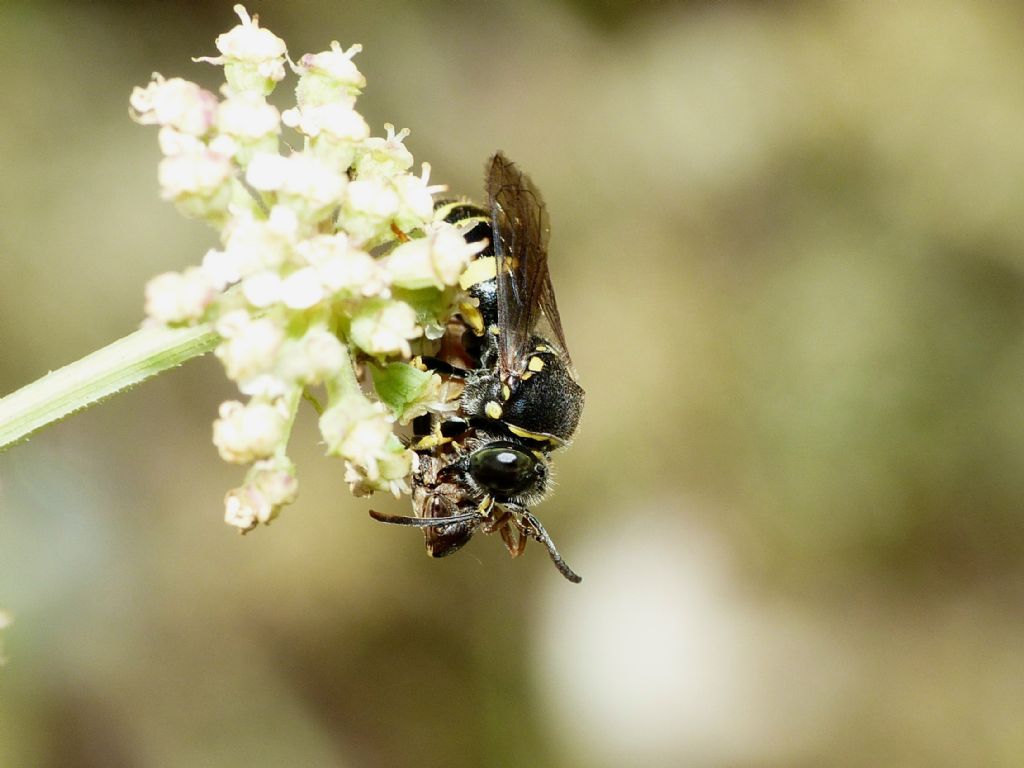 Bembecinus sp. (Crabronidae) preda cicalina.