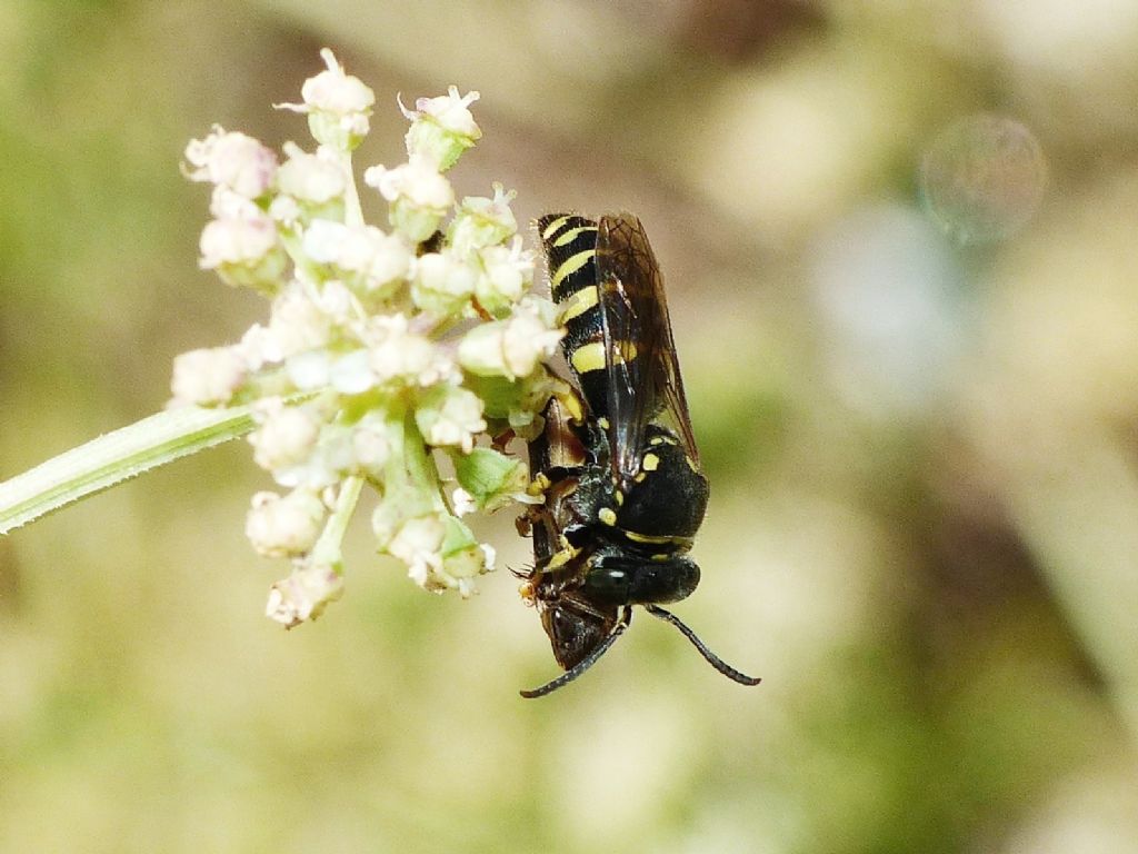 Bembecinus sp. (Crabronidae) preda cicalina.