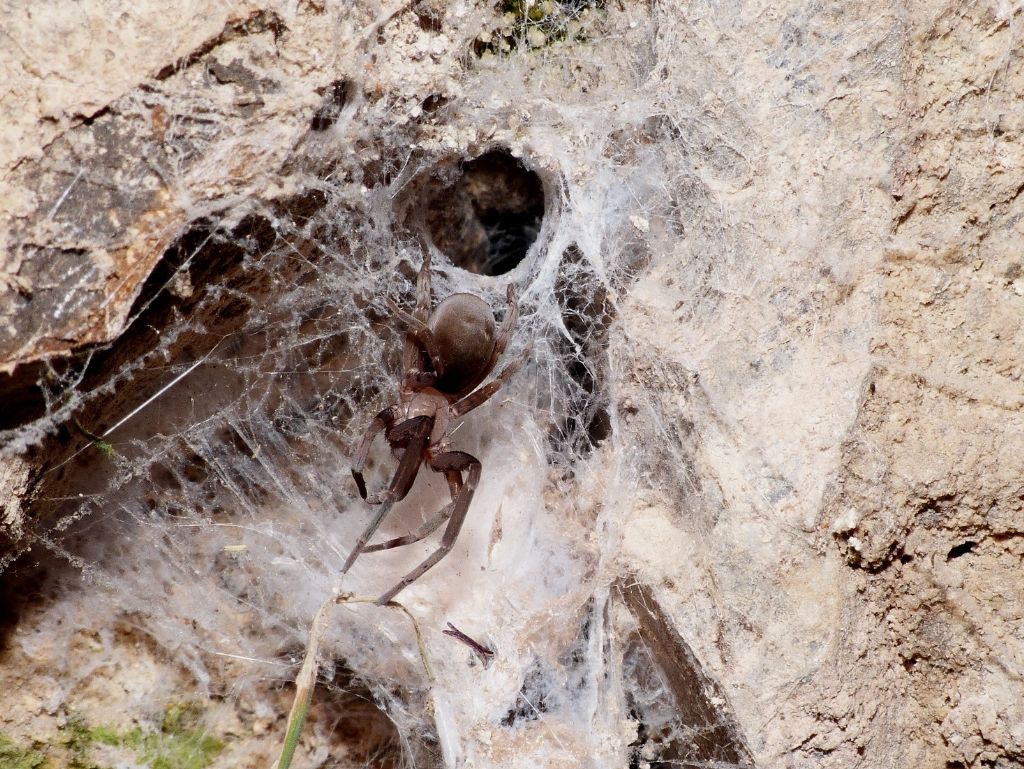 Filistata insidiatrix (Filistatidae)  - Pomarolo (TN)