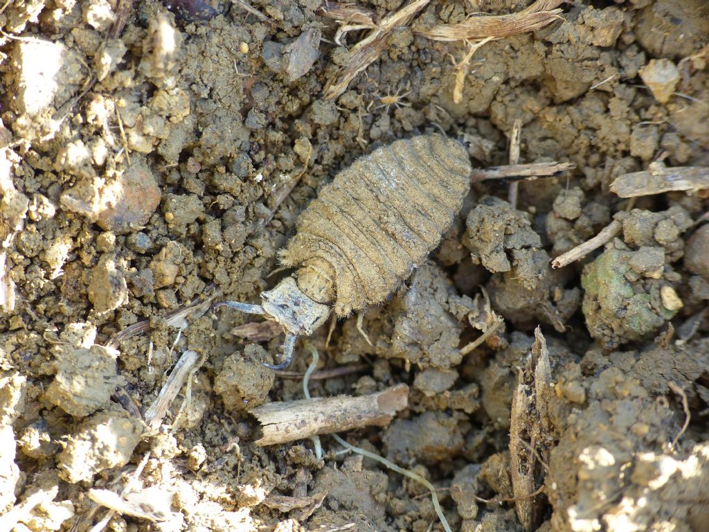 Larva di Palpares libelluloides?