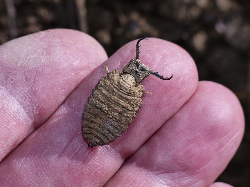 Larva di Palpares libelluloides?