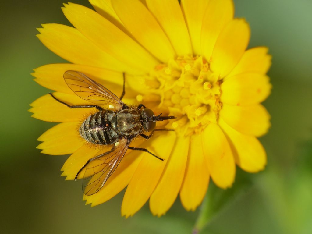 Usia versicolor su fiori di ....?