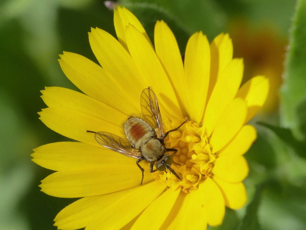 Usia versicolor su fiori di ....?