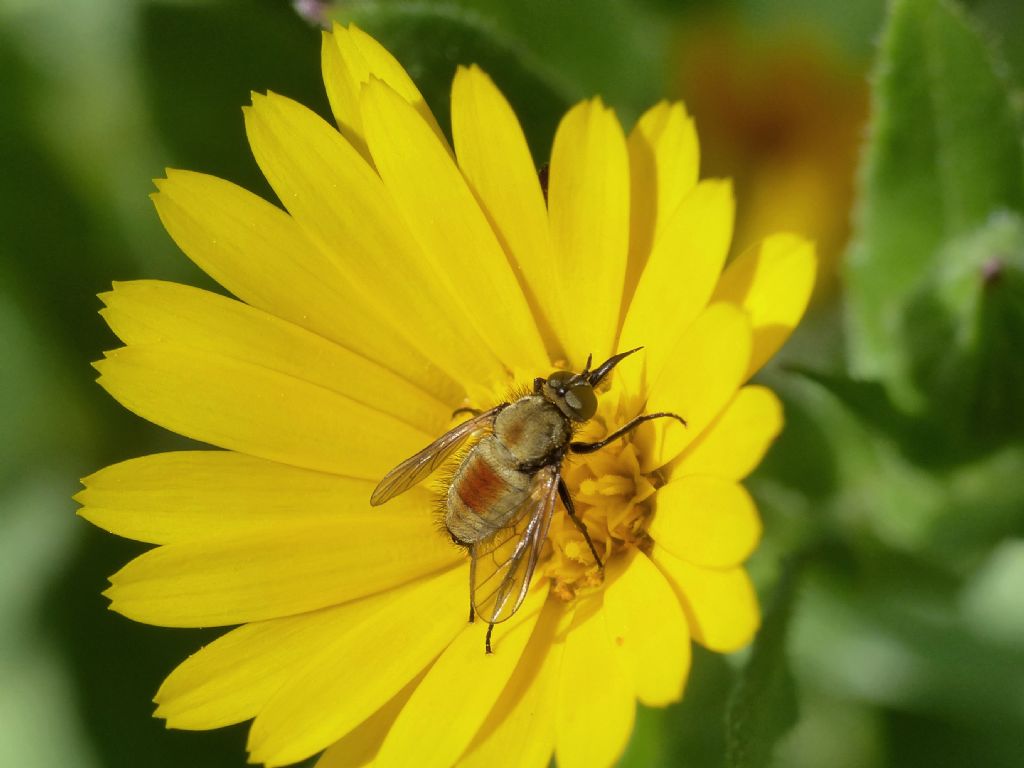 Usia versicolor su fiori di ....?