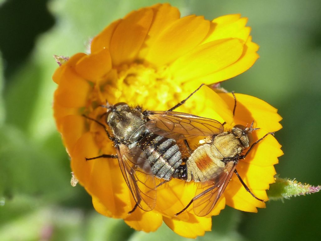 Usia versicolor su fiori di ....?