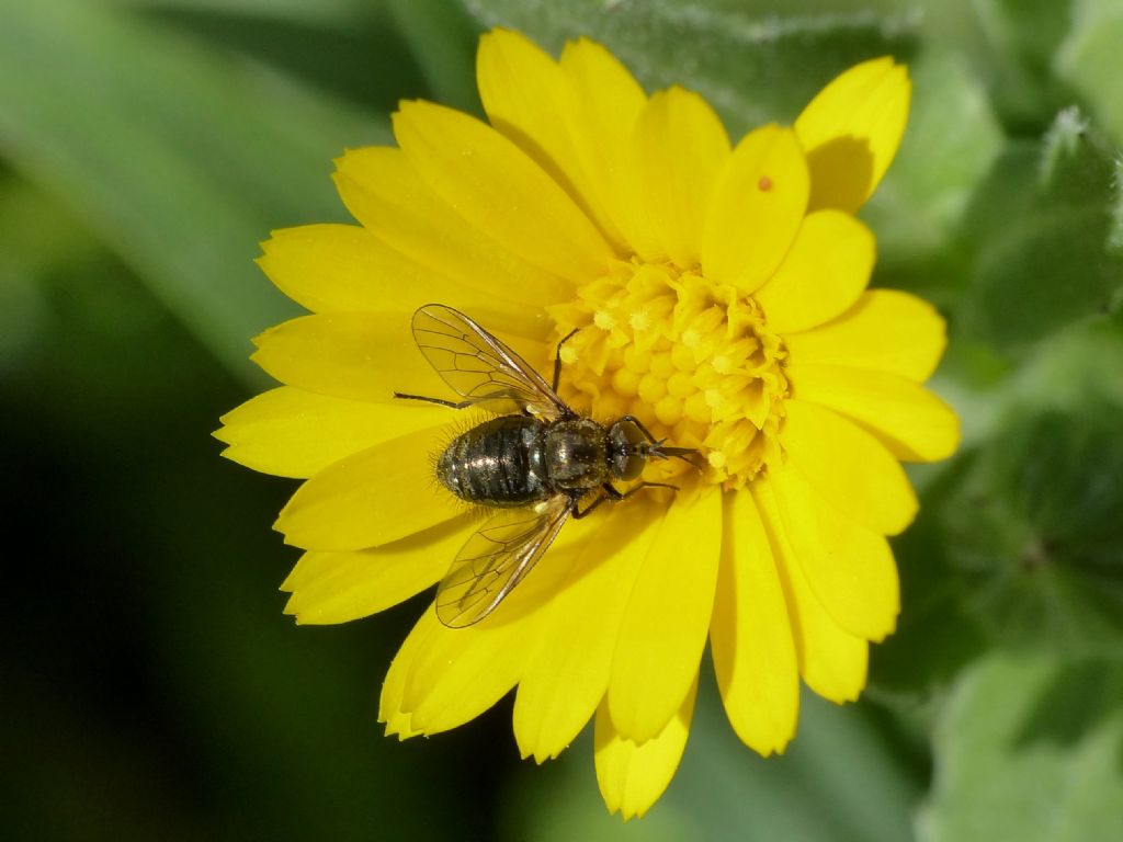 Usia versicolor su fiori di ....?