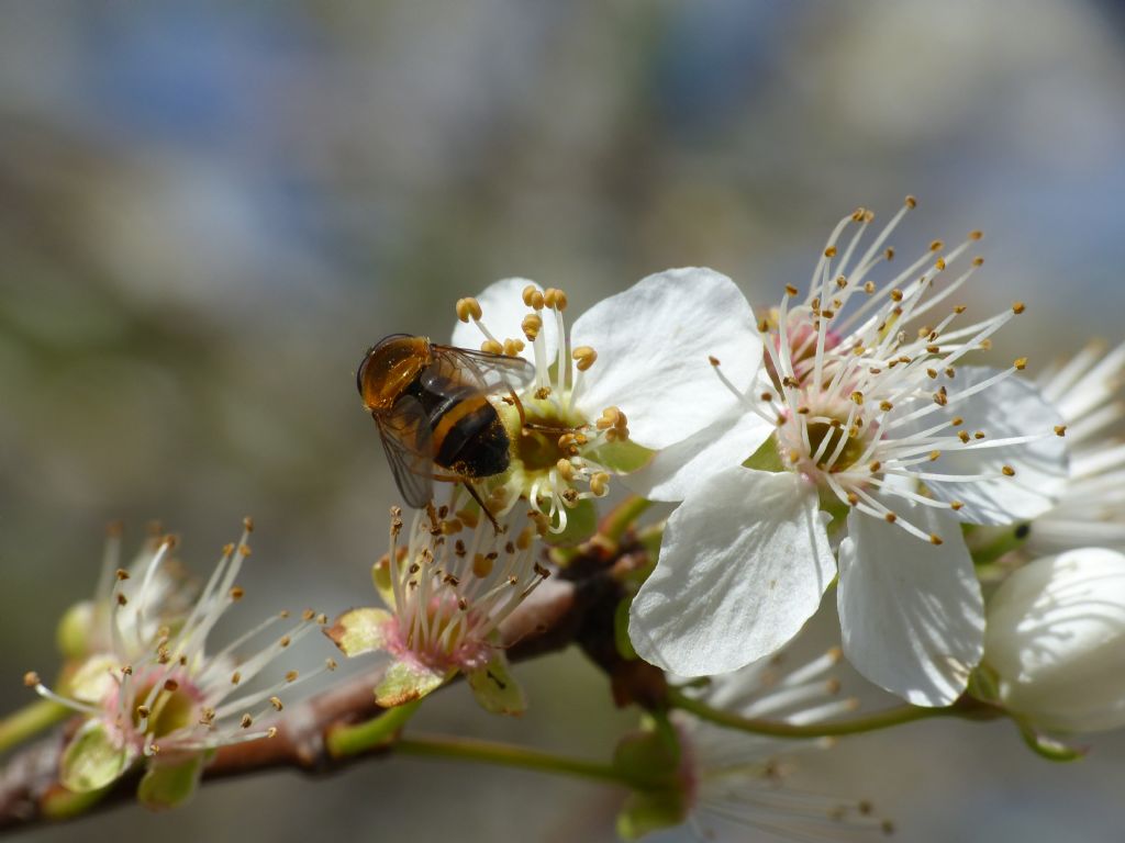 Paragus sp.?  No, Epistrophe eligans