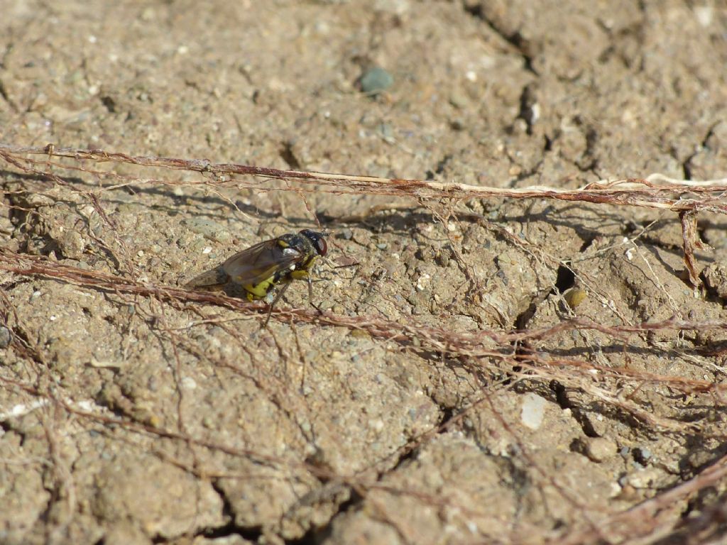 Colonia di Halictus sp. con ditteri parassitoidi