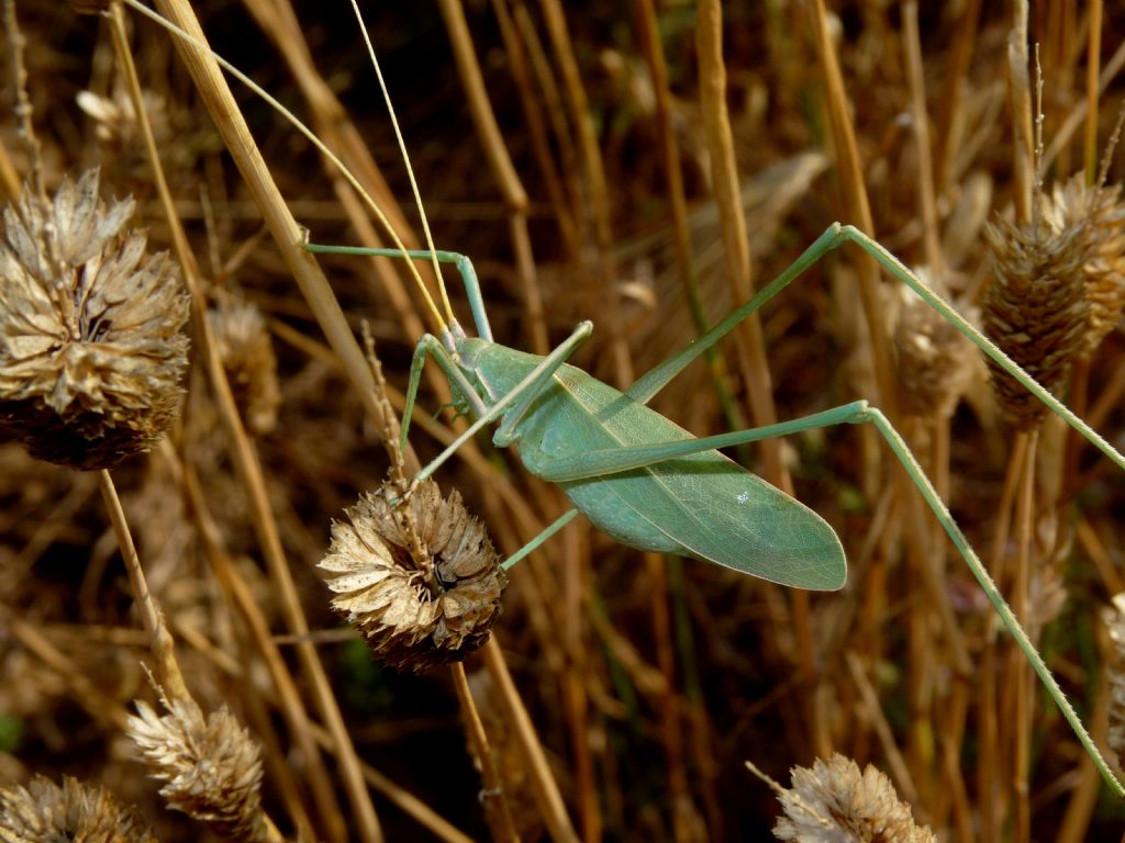 Tylopsis lilifolia (Phaneropteridae)