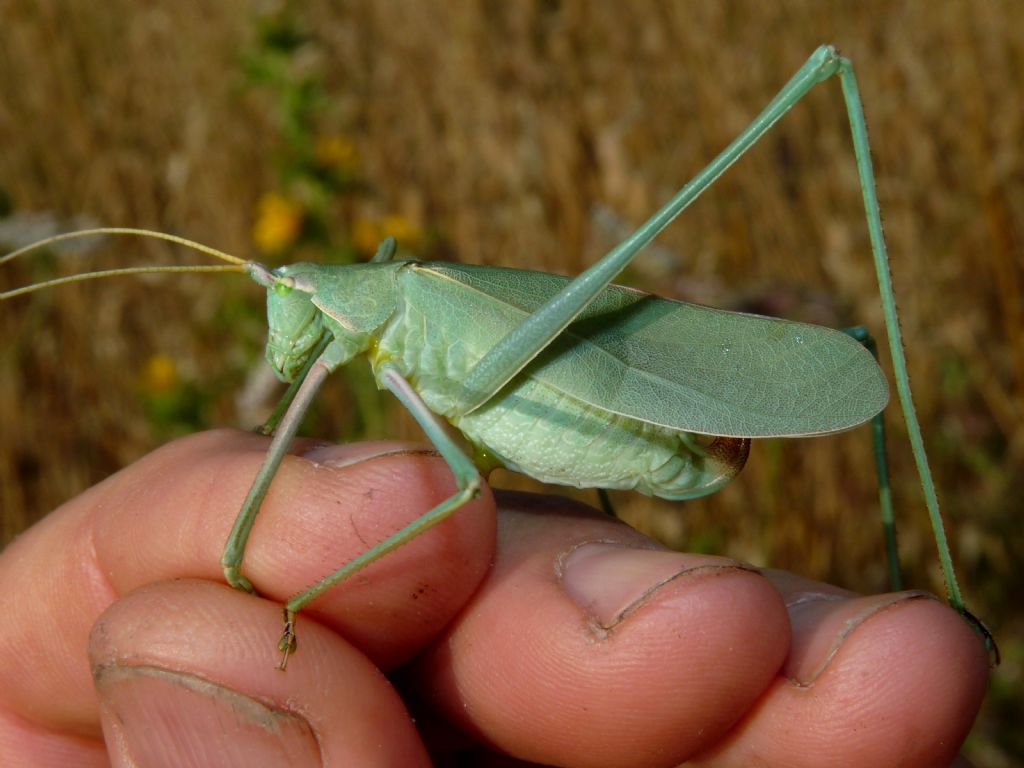 Tylopsis lilifolia (Phaneropteridae)