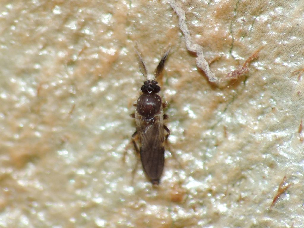 Ceratopogonidae