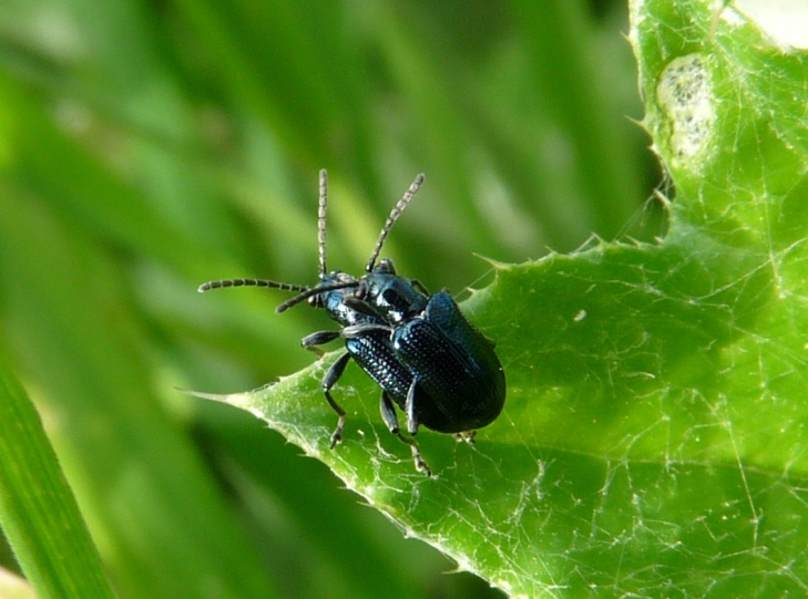 Chrysomelidae: Oulema gallaeciana? Forse s.