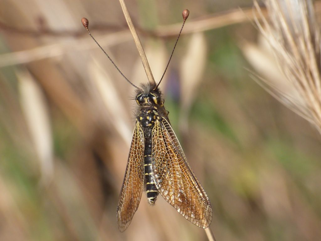 Libelloides longicornis o Libelloides corsicus?  Libelloides corsicus