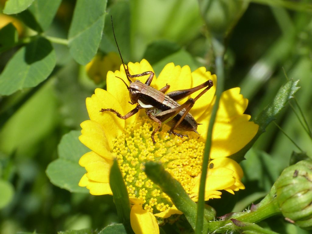 Neanide di Tettigoniidae