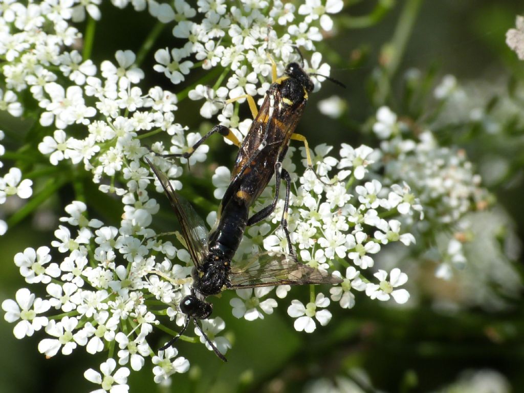 Macrophya montana?