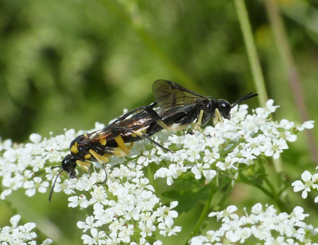 Macrophya montana?