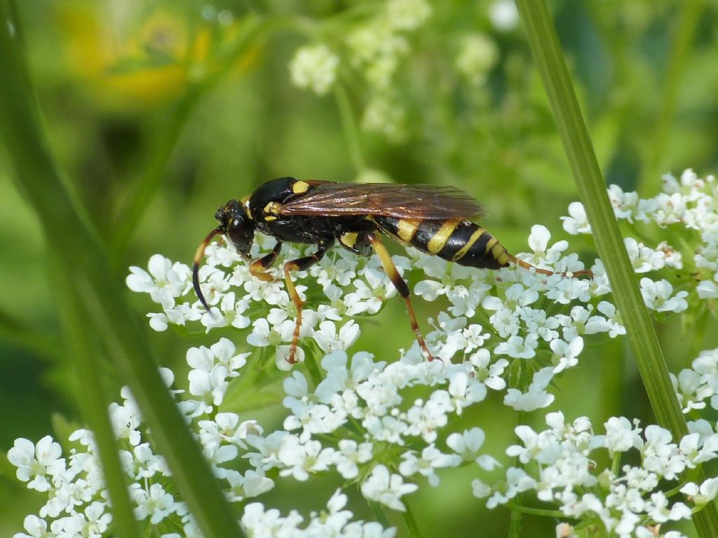 Eutanyacra sp. Ichneumonidae