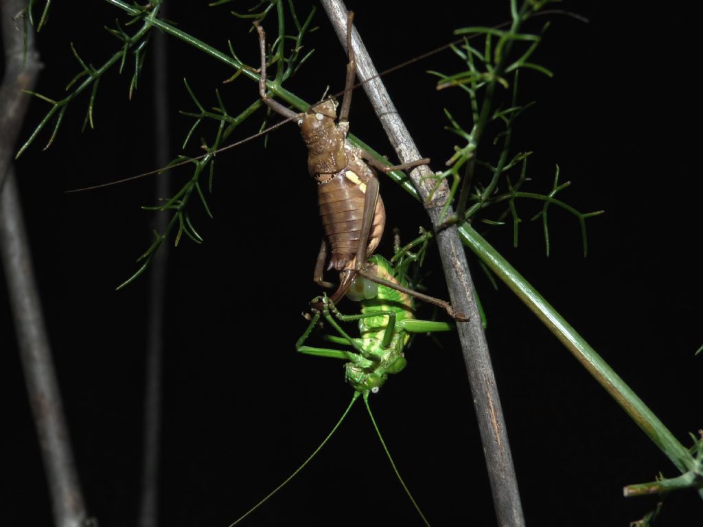 Uromenus brevicollis in accoppiamento