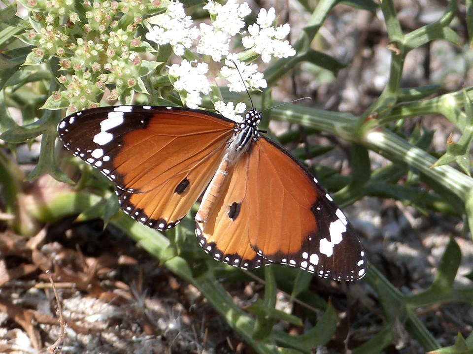 Danaus chrysippus in Gallura