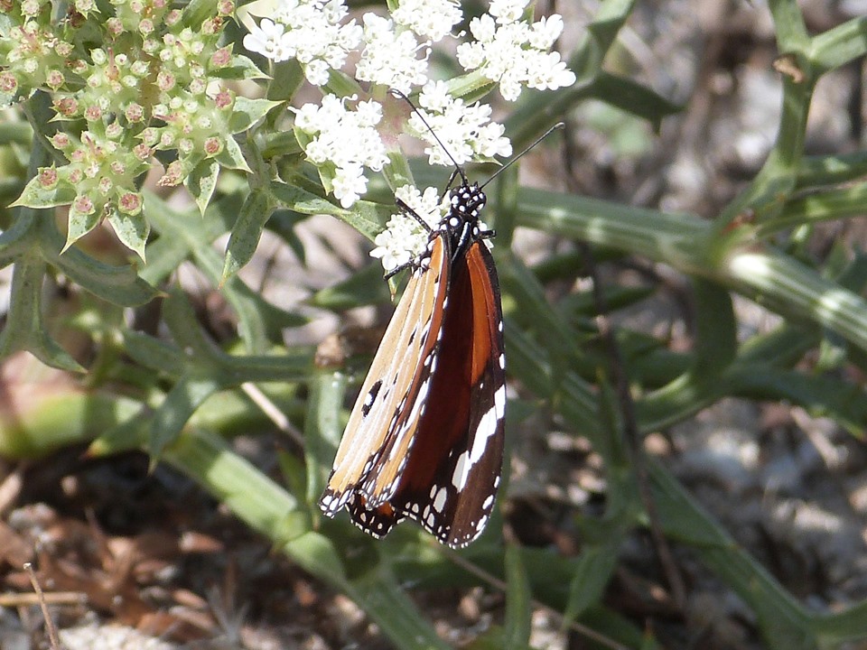 Danaus chrysippus in Gallura