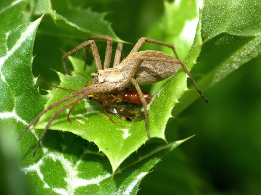 Pisaura con preda insolita: ... Tenthredinidae: Tenthredopsis sp., maschio