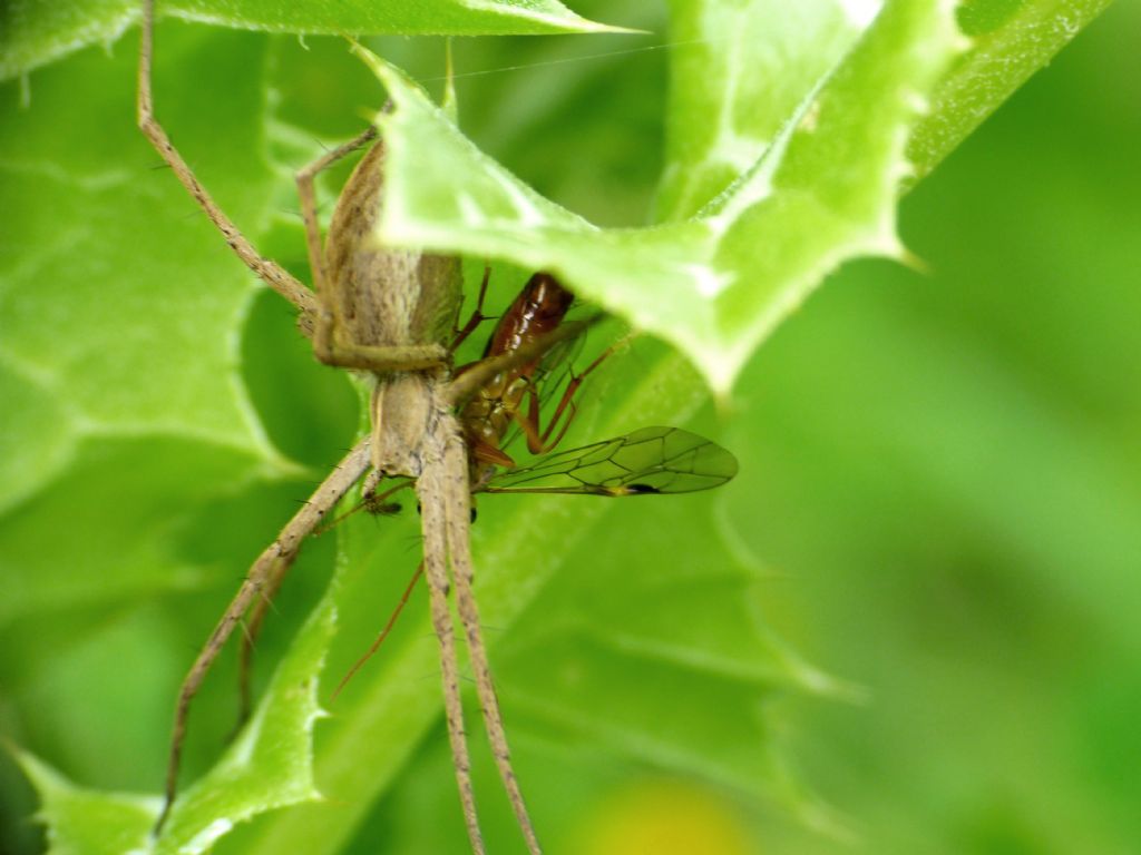 Pisaura con preda insolita: ... Tenthredinidae: Tenthredopsis sp., maschio