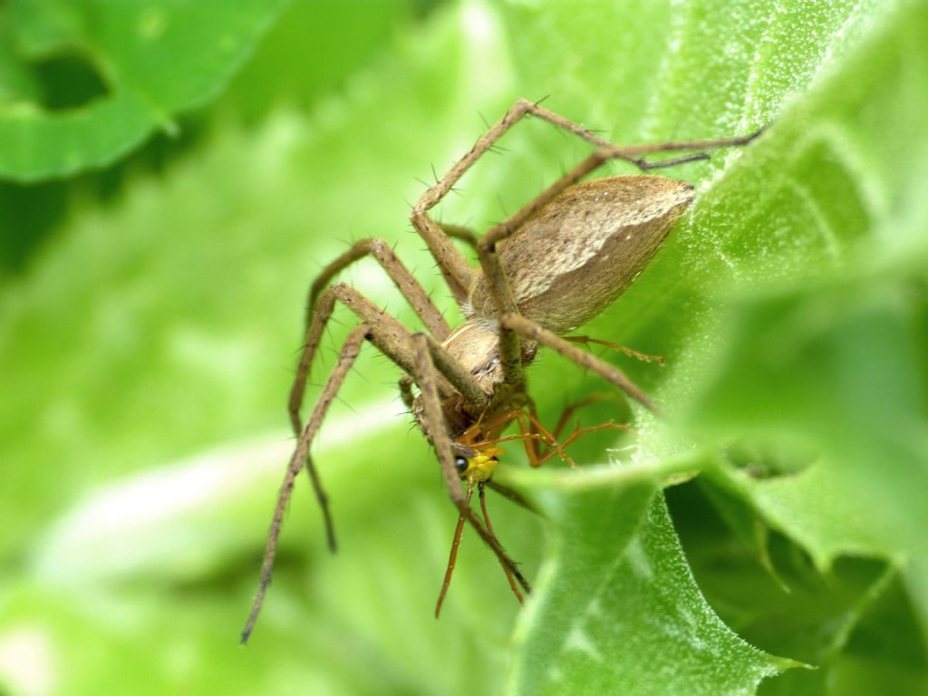 Pisaura con preda insolita: ... Tenthredinidae: Tenthredopsis sp., maschio