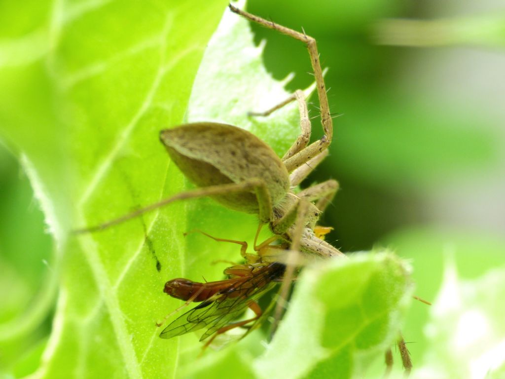 Pisaura con preda insolita: ... Tenthredinidae: Tenthredopsis sp., maschio