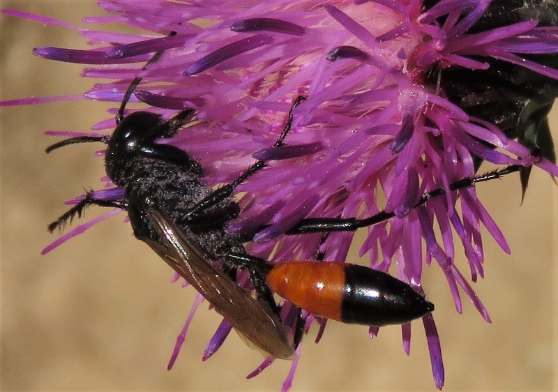 Strano Sphecidae francese:  Podalonia sp., maschio