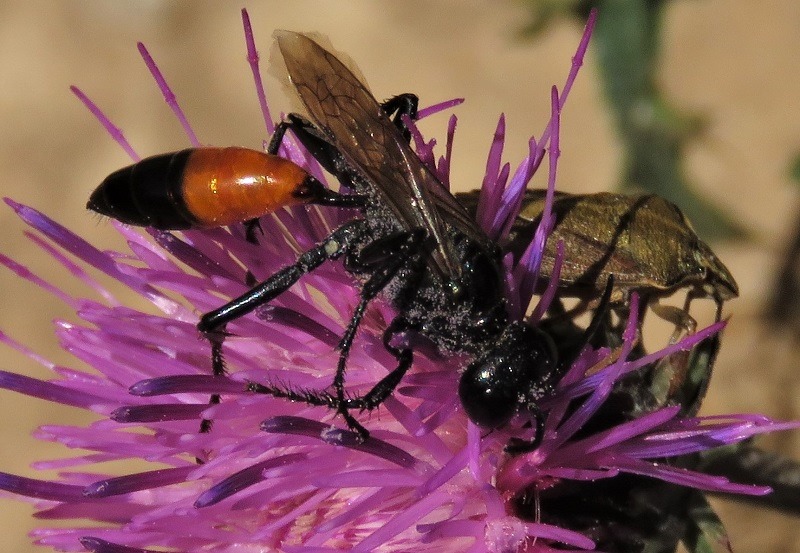 Strano Sphecidae francese:  Podalonia sp., maschio