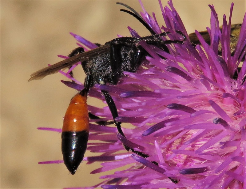 Strano Sphecidae francese:  Podalonia sp., maschio