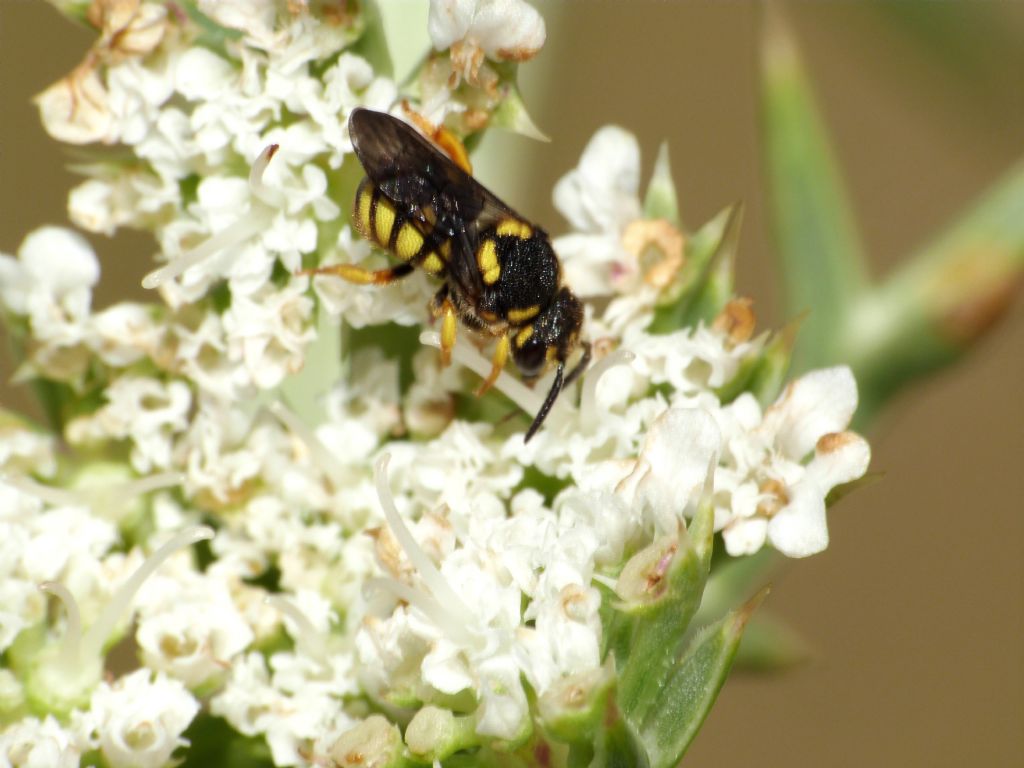 Gli strani nidi di Anthidiellum sp.