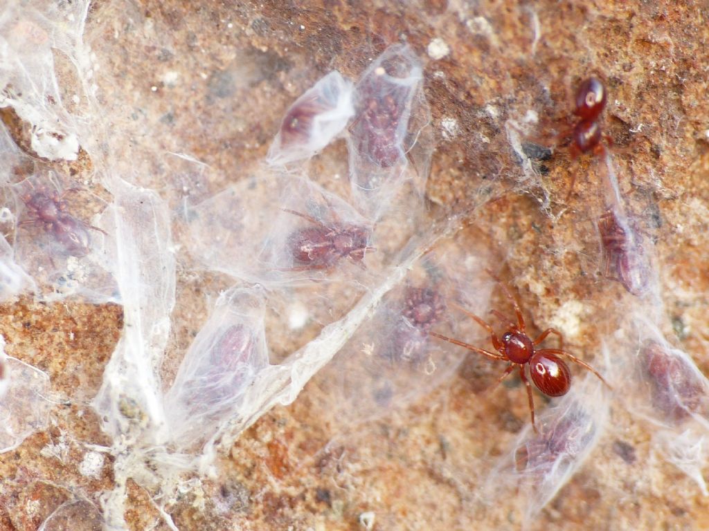 Silhouettella loricatula (Oonopidae): il ragno sociale dal guscio rigido.