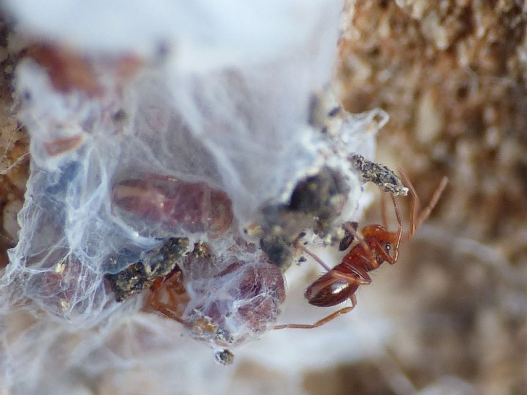 Silhouettella loricatula (Oonopidae): il ragno sociale dal guscio rigido.