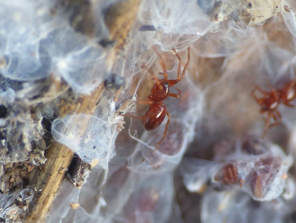 Silhouettella loricatula (Oonopidae): il ragno sociale dal guscio rigido.