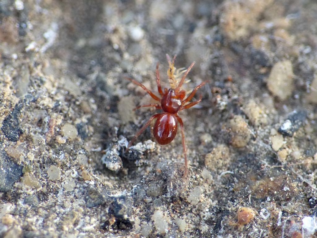 Silhouettella loricatula (Oonopidae): il ragno sociale dal guscio rigido.