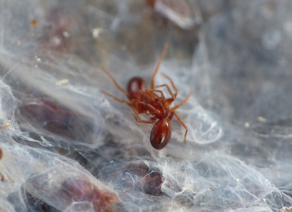 Silhouettella loricatula (Oonopidae): il ragno sociale dal guscio rigido.