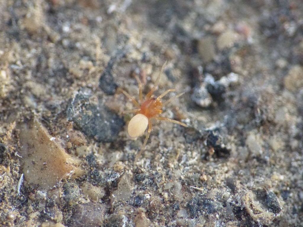 Silhouettella loricatula (Oonopidae): il ragno sociale dal guscio rigido.