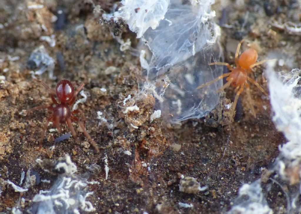 Silhouettella loricatula (Oonopidae): il ragno sociale dal guscio rigido.