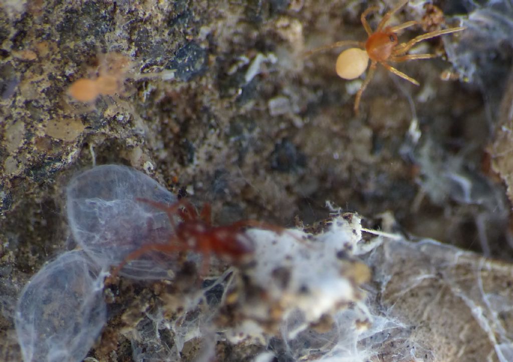 Silhouettella loricatula (Oonopidae): il ragno sociale dal guscio rigido.