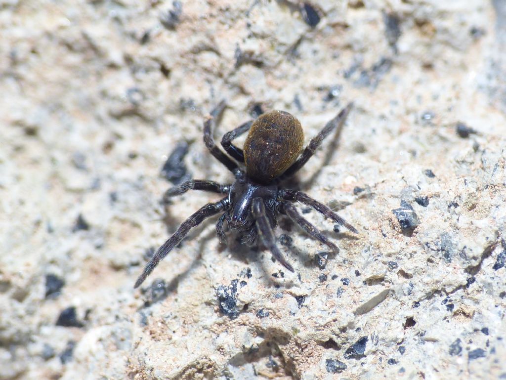 Lathys stigmatisata - Monte Bazzano (AQ)