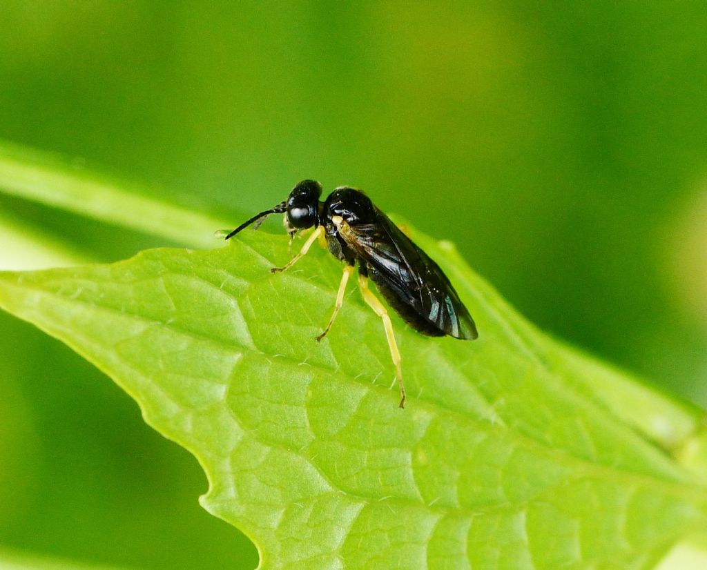 Tenthredinidae Nematinae?