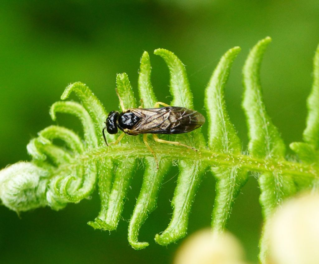 Tenthredinidae Nematinae?