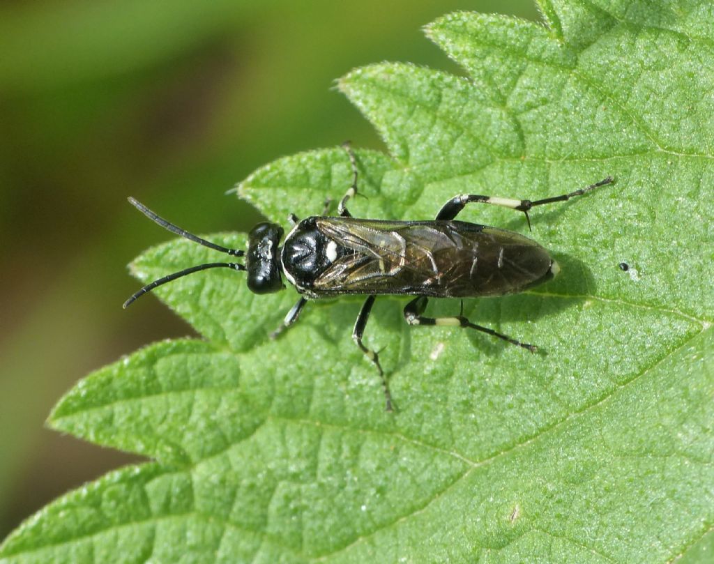 Tenthredo albofasciata?